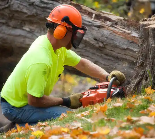 tree services Cedar Creek